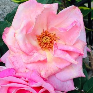 Meet your Posher, Alexa